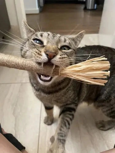 うちのウィスカーズのために、もふもふ幸せさんの新しいデンタルスティックを試してみました！🐱✨ 歯がキレイになるのはもちろん、全部天然成分っていうのが安心です。有害な化学物質の心配もなし。ウィスカーズも大のお気に入りで、カミカミしている姿を見るのが私の幸せです！全ての猫飼いさんにおすすめします！ #愛猫健康 #自然派ケア #幸せ猫時間