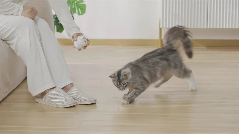 飼い主の手から放たれる光を追う猫。室内猫のストレス解消と運動をサポート。
