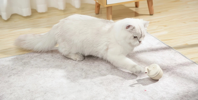ラグの上で猫 おもちゃ 自動を追いかける猫。一人遊びに最適な自動猫おもちゃ。