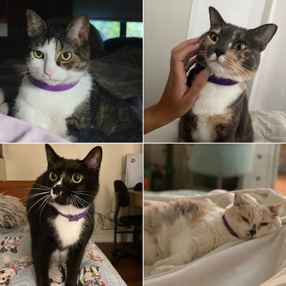 「猫の安らぎ」フェロモンカラー | 夜鳴き・粗相・ストレスを自然にケア