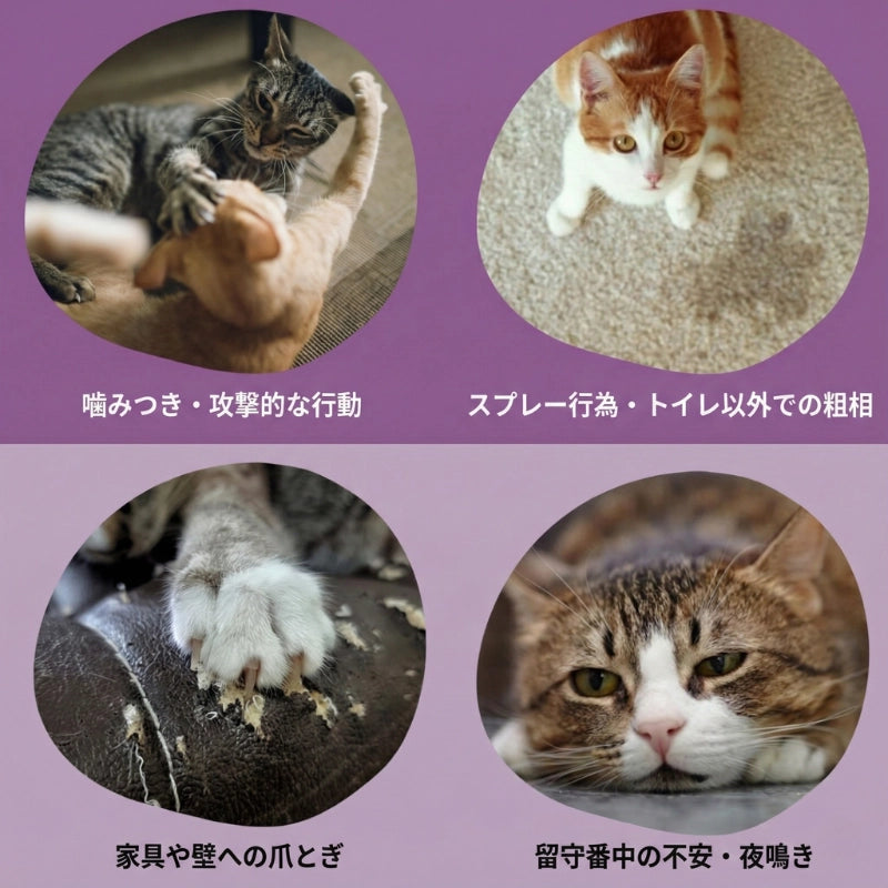 猫の問題行動：攻撃性、粗相、爪とぎ、分離不安のイラスト