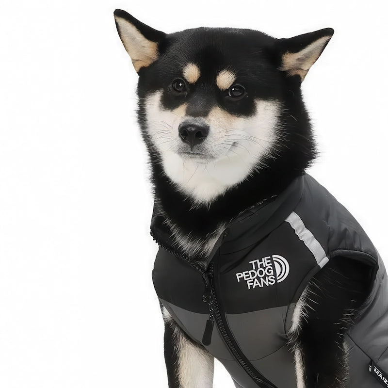 柴犬が着用しているハーネス一体型の犬用防寒ベスト グレー 防水加工